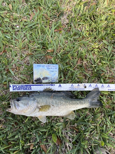 Tfo 2020 Bass Classic Create Your Own Contests At Shortstack Com